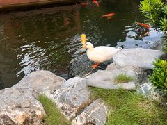 -顺德渔村·岭南一号
