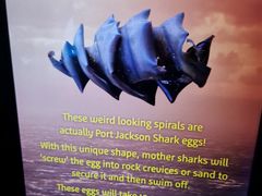 -悉尼海洋生物水族馆