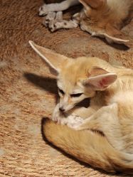 -Zoolung Zoolung动物主题公园(海信广场店)