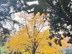 -伯先公园