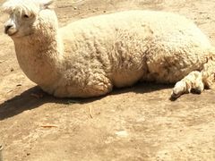 -石家庄市动物园