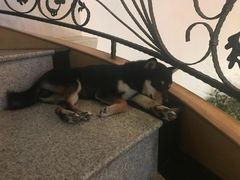 -喜柴咖啡·柴犬狗咖