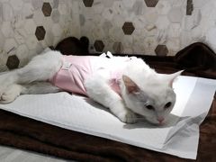 -宠爱国际动物医院·消化内科·心肾内科·ISFM猫友好(望京店)
