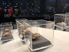 -北京周口店北京人遗址博物馆