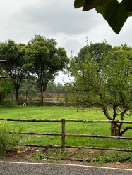 -DORA kids 朵拉儿童摄影花园店