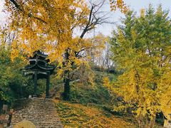 -千年银杏谷文化旅游区