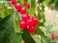 -北京鹫峰国家森林公园