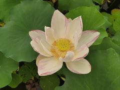 -上海辰山植物园