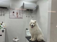 -1013 PET SHOP精品宠物商店(丁香店)