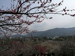 -香雪海