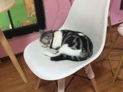 -李小姐の猫咖啡馆(五角场店)