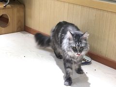 -猫和宫(六道口店)