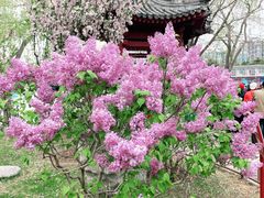 -陶然亭公园