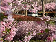 -洛阳市隋唐城遗址植物园