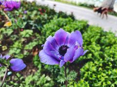 -上海鲜花港