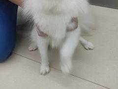 -瑞派动物医院·猫专科·至诚(江南中分院)