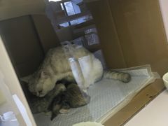 -喵的天空名猫咖啡馆·撸猫·猫舍·用品