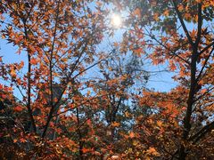 -广州市石门国家森林公园