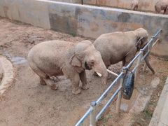 -西霞口神雕山野生动物世界