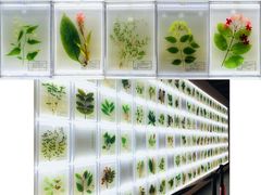 -广东中医药博物馆