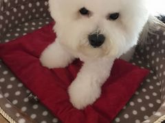 -瑞派·关忠动物医院·异宠专科·犬猫肿瘤·皮肤专科(望京店)