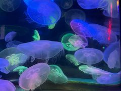 -太平洋海底世界