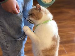 -喵园·猫主题咖啡厅·撸猫·猫咖(国贸店)