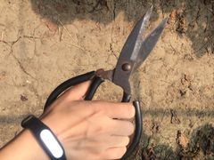 马陆小张葡萄园-马陆小张葡萄园农家乐