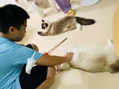 -猫在这儿猫咪咖啡馆·撸猫馆