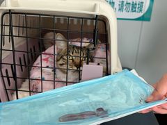 -伟伟宠物医院·瑞派猫友好医院·猫科(光谷店)