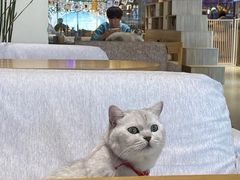 -藏猫猫咖啡主题馆(中央大道店)
