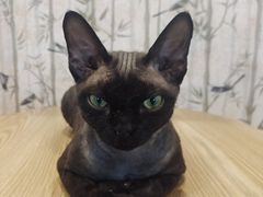 -楼上猫咖(罗湖店)