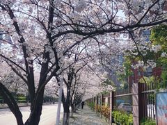 -高东镇樱花园