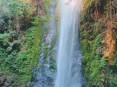 -莫里热带雨林景区