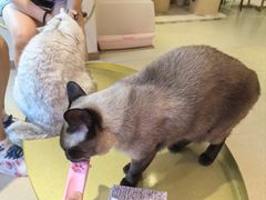 -藏猫猫咖啡主题馆(中央大道店)