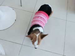 -怪兽屋·羊驼·猫咖·狗咖(俊华广场店)