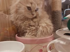 -屋虎猫馆(宝安大仟里店)