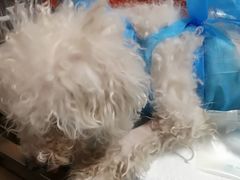 -瑞派福兴宠物医院犬猫全科·骨科·中西医结合(河东店)