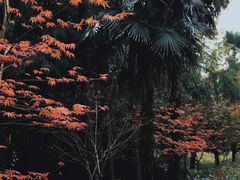 -东平国家森林公园