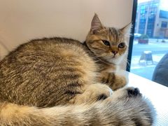-啵啵喵·猫咖(攀华国际店)