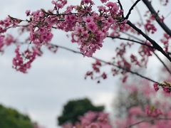 -顾村公园