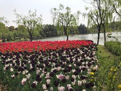 -上海鲜花港