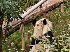 -云南野生动物园