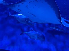 -上海海洋水族馆