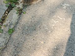 -盐城丹顶鹤湿地生态旅游区