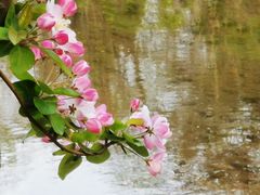 -海棠花溪(元大都城垣遗址公园)