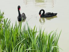 -荷兰花海