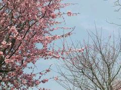 -武汉紫薇都市田园