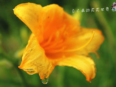 -呼兰河口湿地公园