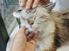 -怪兽屋·羊驼·猫咖·狗咖(俊华广场店)